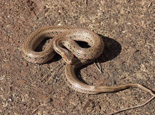 chinese garter snake (Oocatochus rufodorsatus)