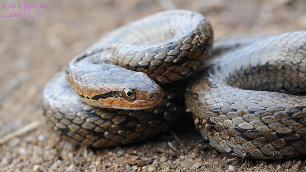 chinese garter snake Oocatochus rufodorsatus