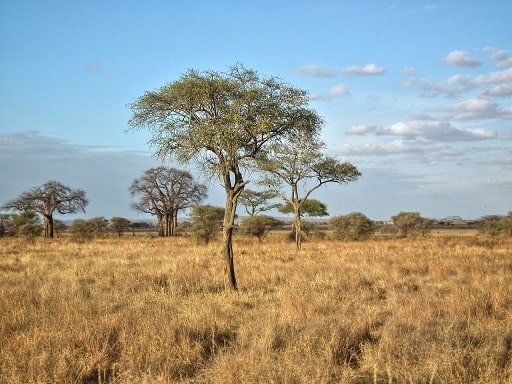 tanzania snake rift basin fossils