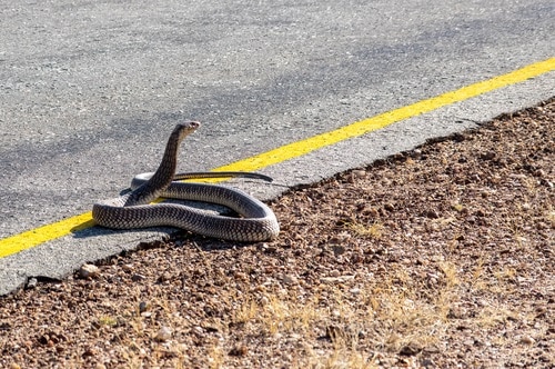 Anchieta's Cobra (Naja anchietae) namibia