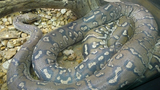 Anchieta’s Dwarf Python (Python anchietae)