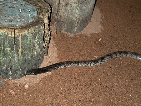 Angolan Coral Snake Aspidelaps lubricus