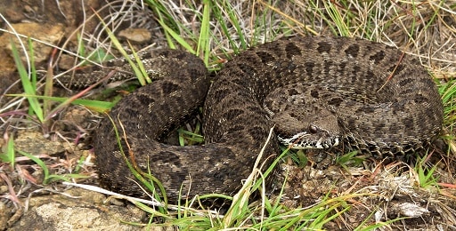 Berg Adder Bitis atropos venomous