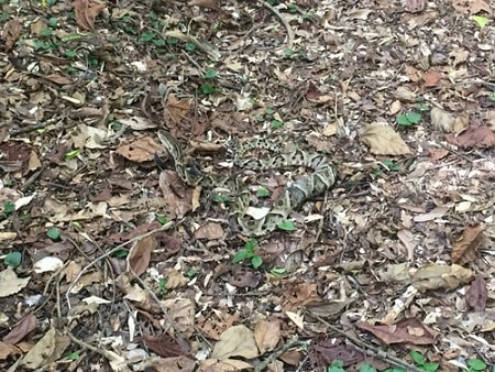 Brazilian Lancehead (Bothrops moojeni) swamps