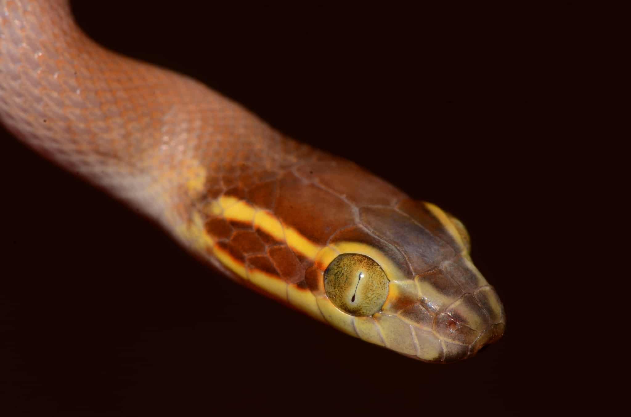 Bug-Eyed House Snake Boaedon mentalis