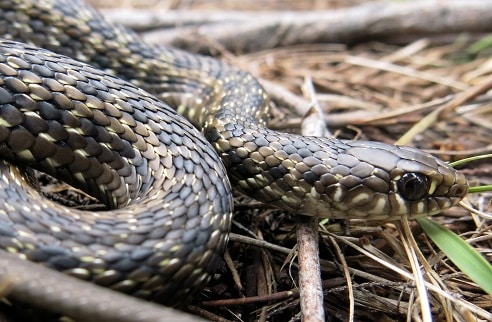 Cape Reed Snake Amplorhinus multimaculatus