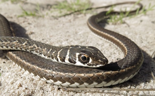 Cape Sand Snake Psammophis leightoni