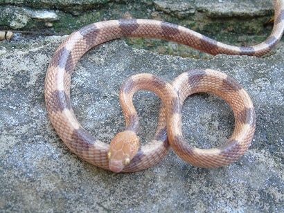 Common Tiger Snake Telescopus semiannulatus
