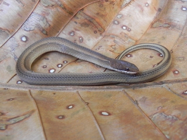 Coniophanes fissidens yellow belly snake