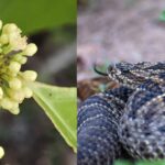 Crackopen Casearia sylvestris snakebite remedy