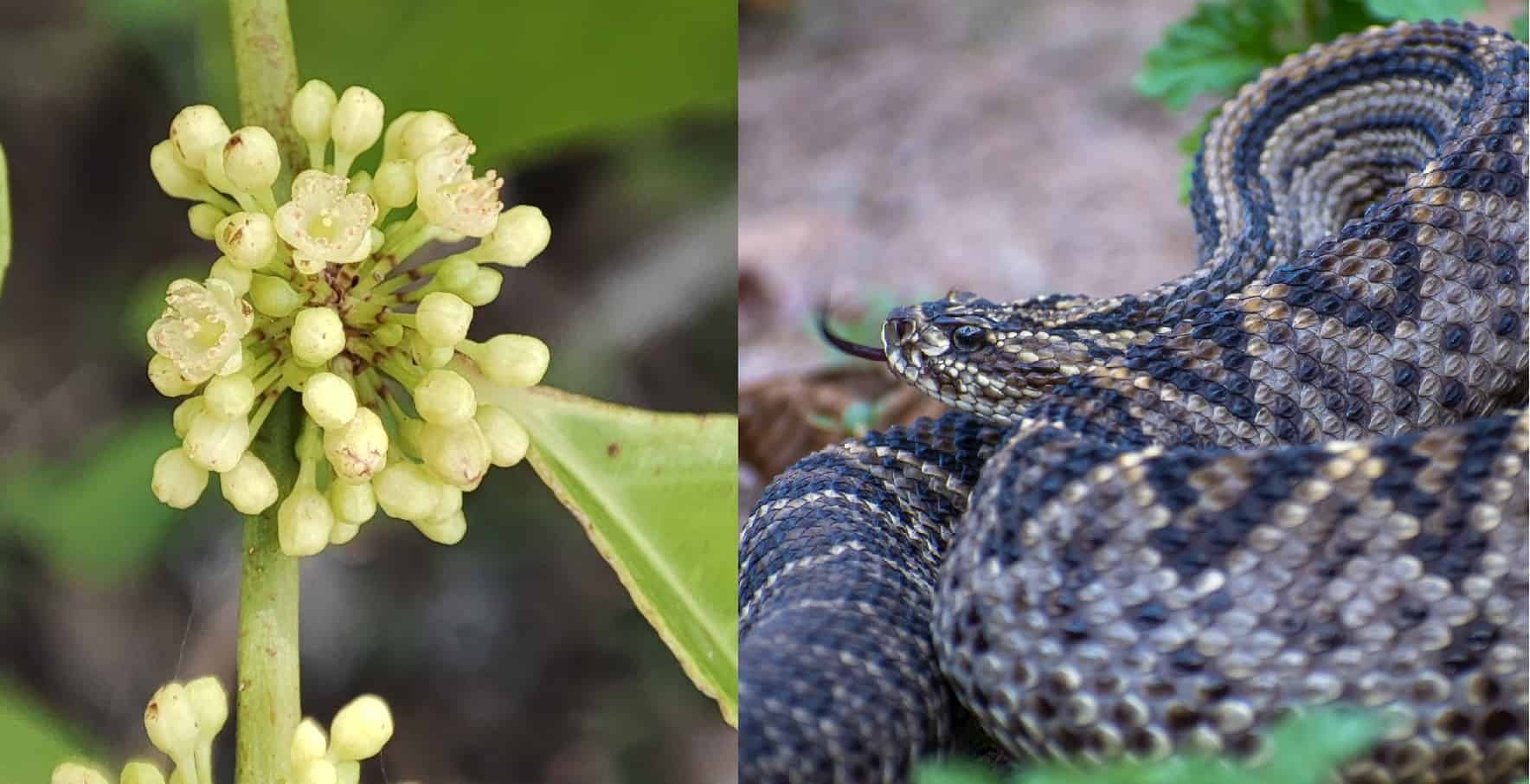 Crackopen Casearia sylvestris snakebite remedy