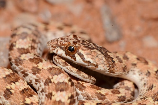 Dwarf Beaked Snake Dipsina multimaculata