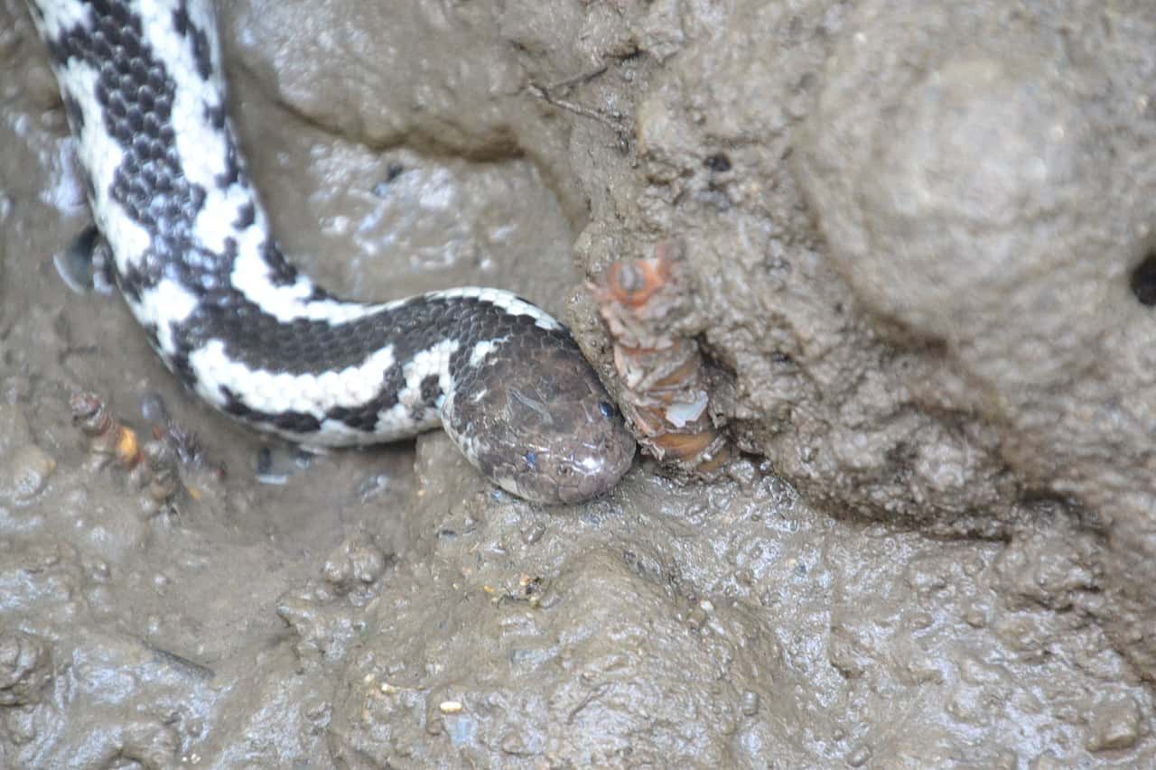 Fordonia leucobalia thai water snakes