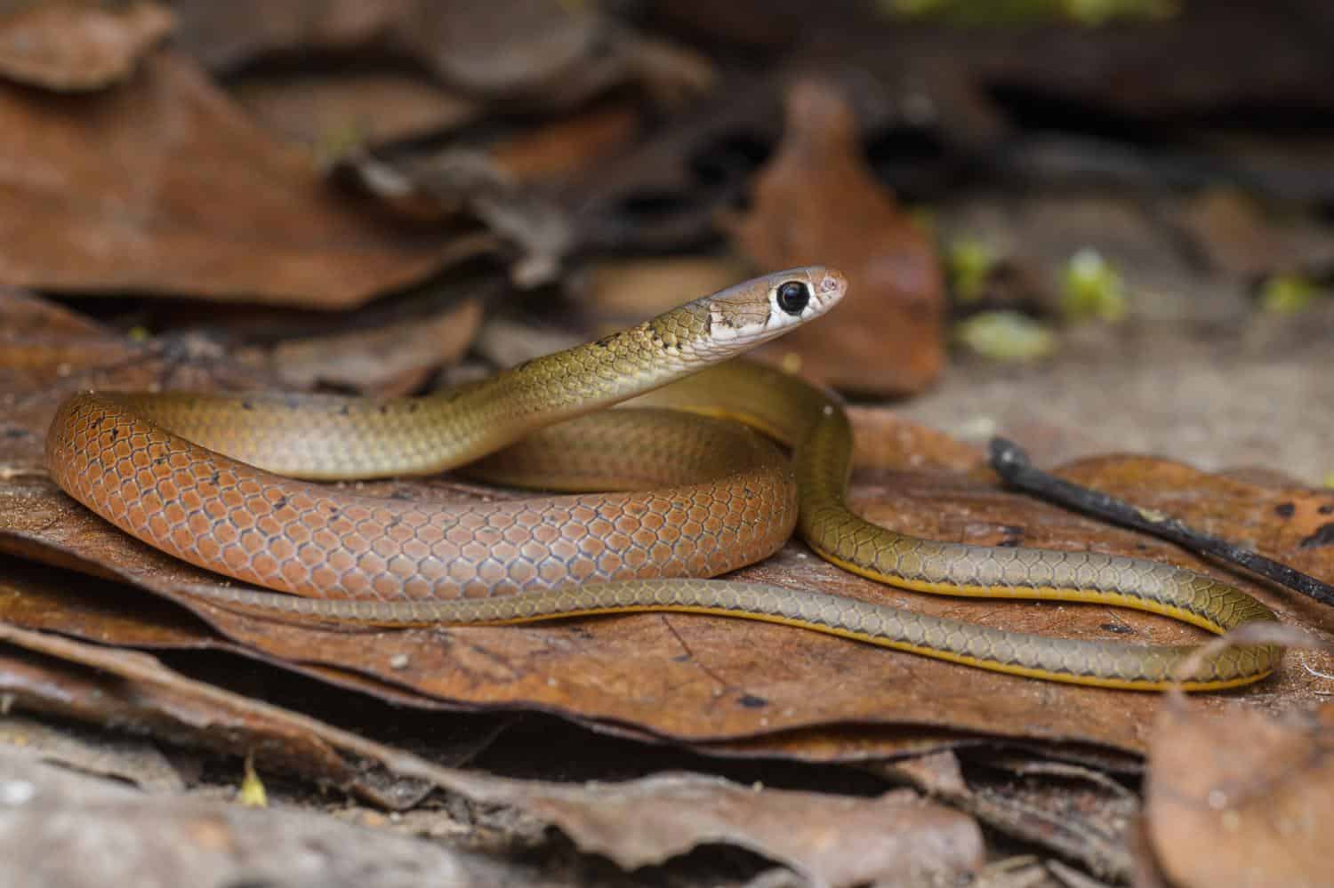 Gongylosoma scriptum obscure thai snakes