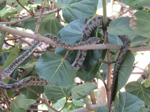 Grenada Bank Boa, Corallus grenadensis