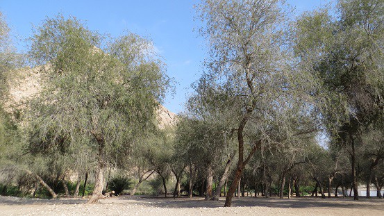 Indian Mesquite Prosopis cineraria snakebite