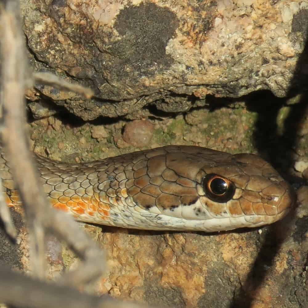 Karoo Sand Snake Psammophis notostictus