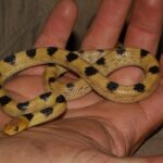 Karoo Tiger Snake Telescopus beetzi