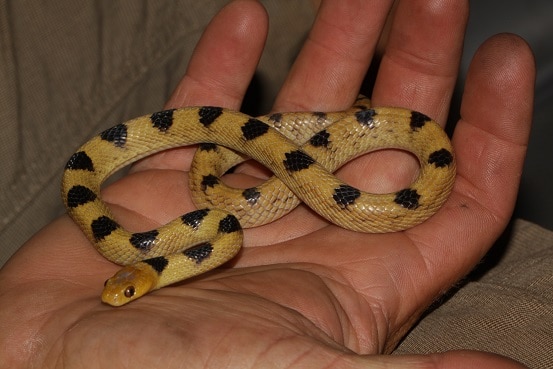 Karoo Tiger Snake Telescopus beetzi