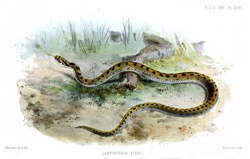 Lamprophis fiskii fisk's house snake