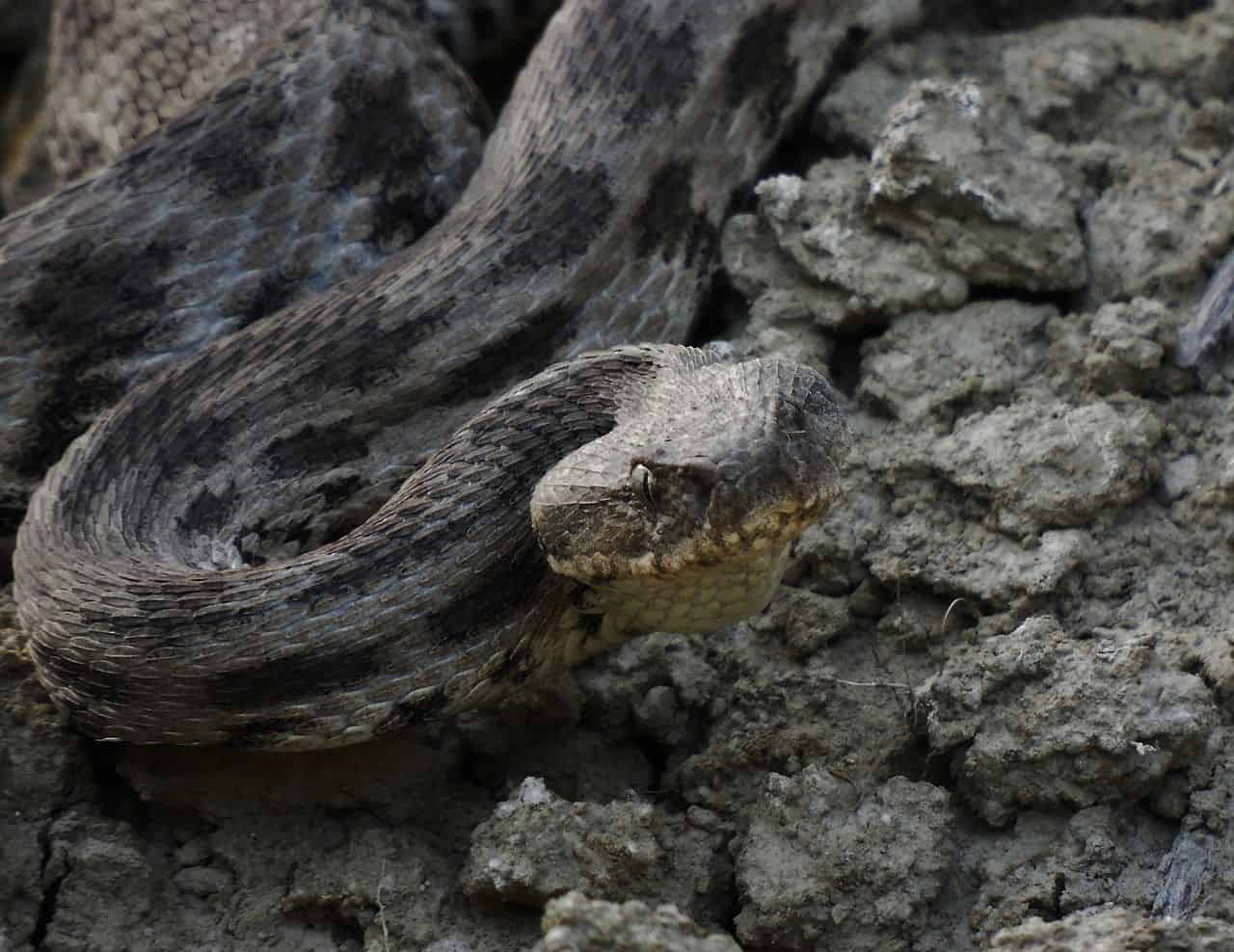 Macrovipera lebetina cyprus venomous viper