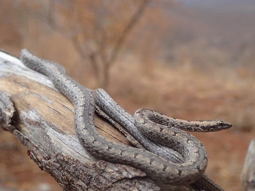 Mopane Snake Hemirhagerrhis nototaenia zimbabwe