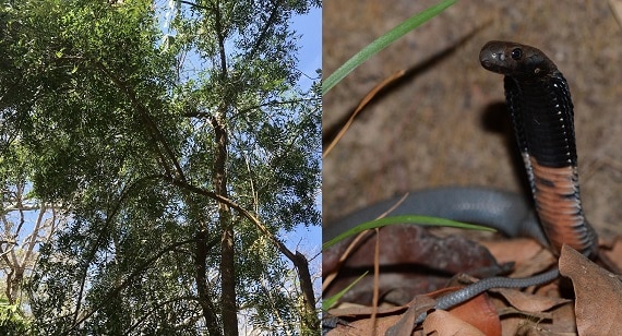 Neem Azadirachta indica naja nigricollis