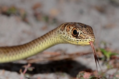 Olive Grass Snake (Psammophis mossambicus)