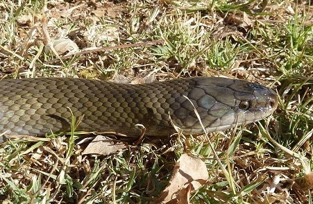 Olive Snake Lycodonomorphus inornatus africa