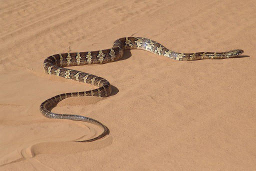 Palusophis bifossatus rio tropical racer.