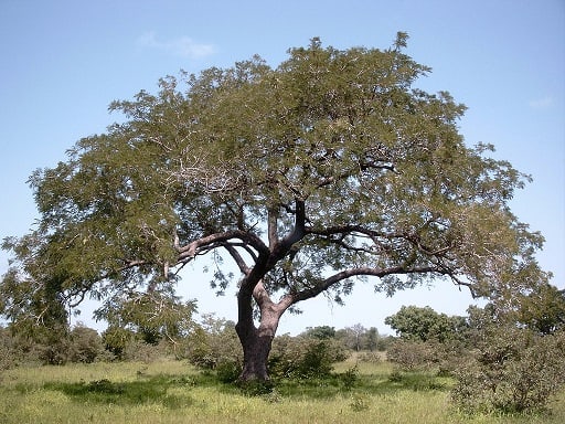 Parkia-biglobosa-african-locust-bean