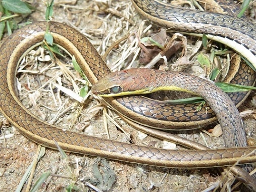 Psammophis orientalis eastern sand snake