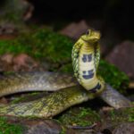 Pseudoxenodon macrops bamboo snake thailand
