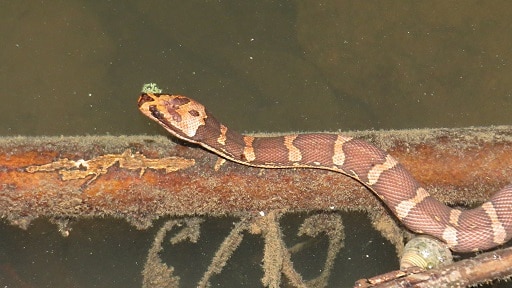 Puff-faced Water Snake Homalopsis buccata