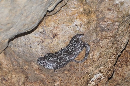 Rat snake (Elaphe flavirufa) caves