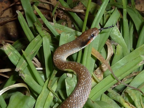 Red-lipped Snake Crotaphopeltis hotamboeia
