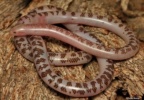 Rhinotyphlops schinzi blind snake namibia