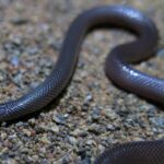 Southern Stiletto Snake Atractaspis bibronii