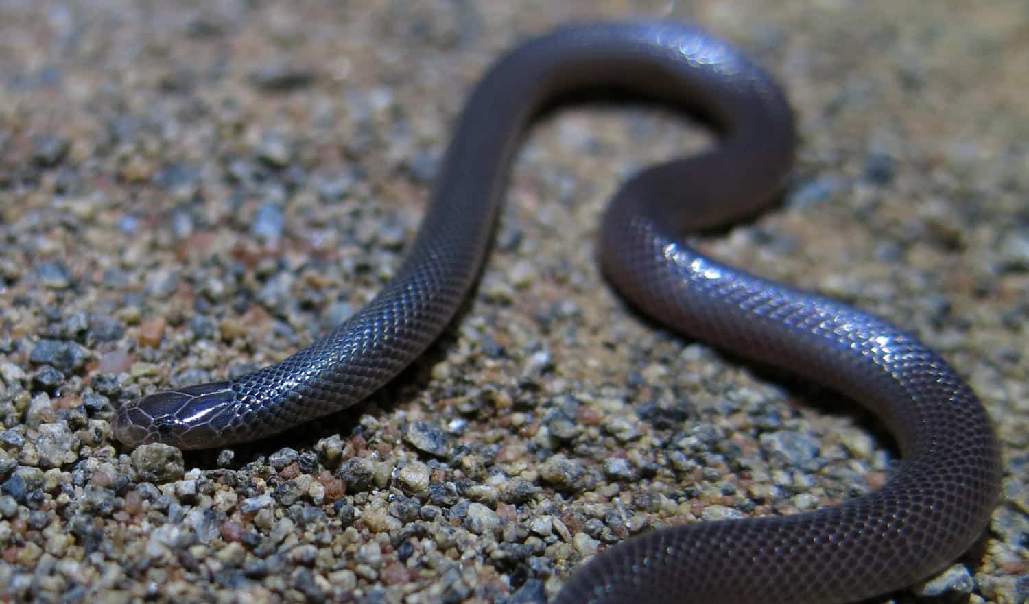 Southern Stiletto Snake Atractaspis bibronii