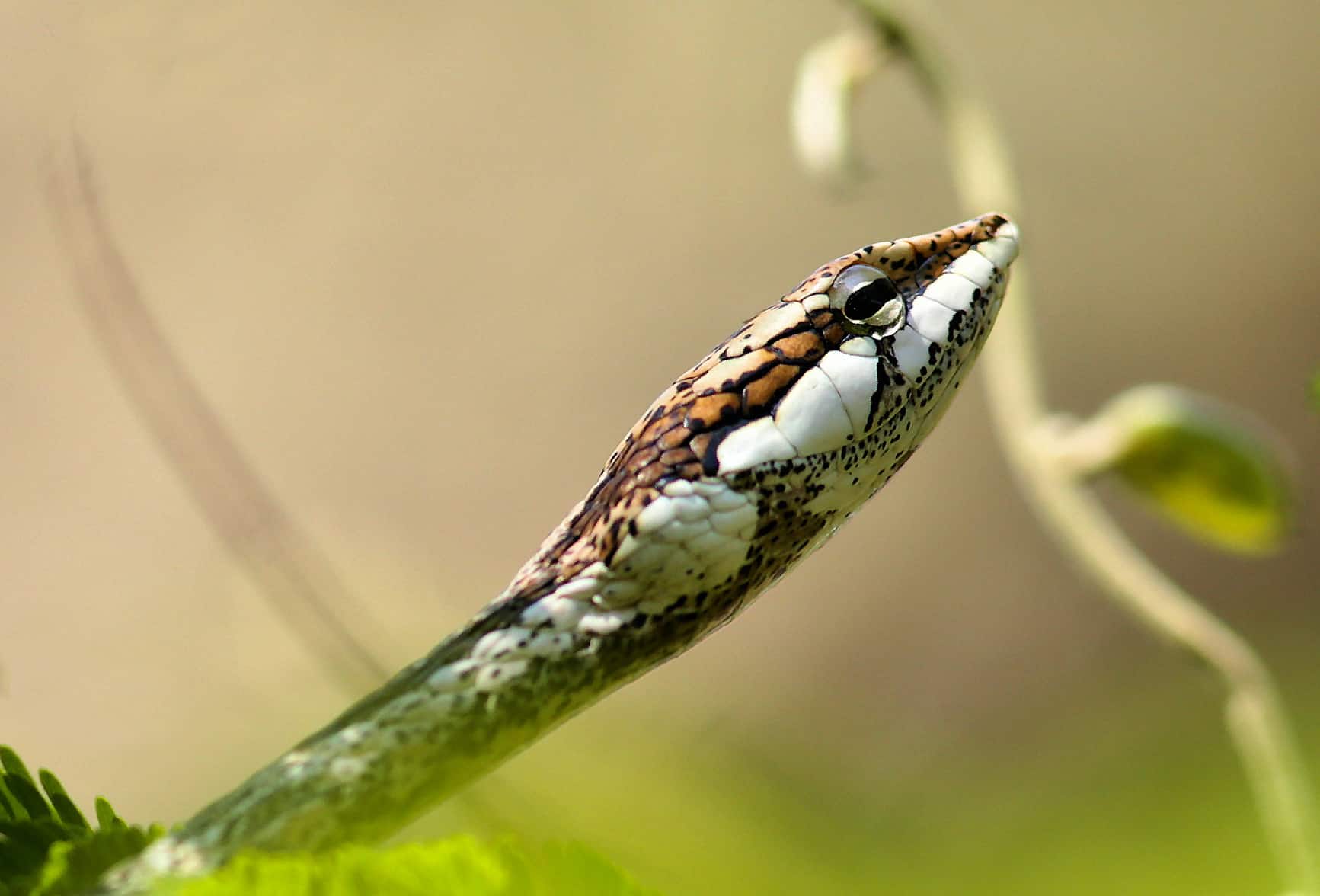 Southern Vine Snake Thelotornis capensis