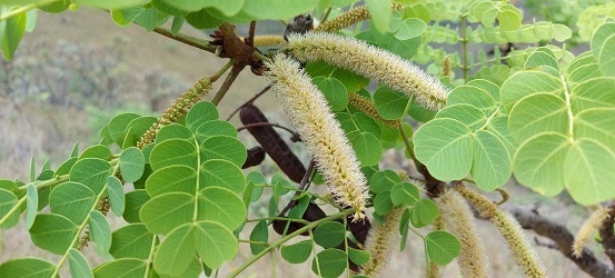 Stryphnodendron adstringens snakebite remedy