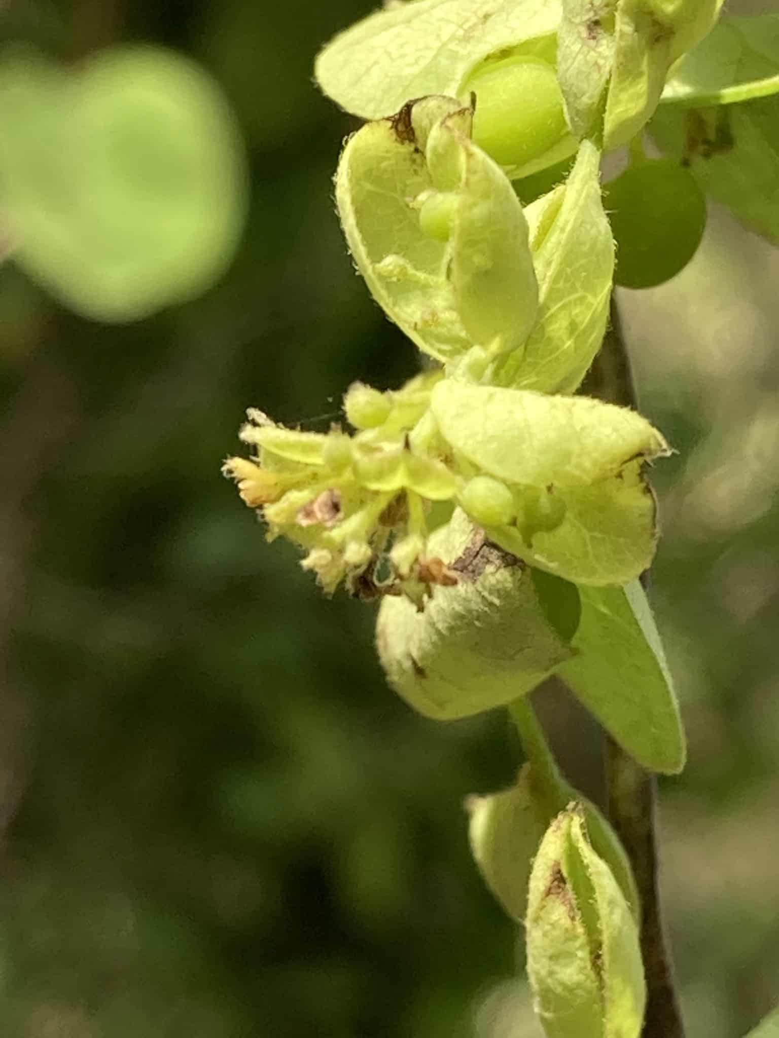 Velvetleaf Cissampelos pareira snakebite remedy