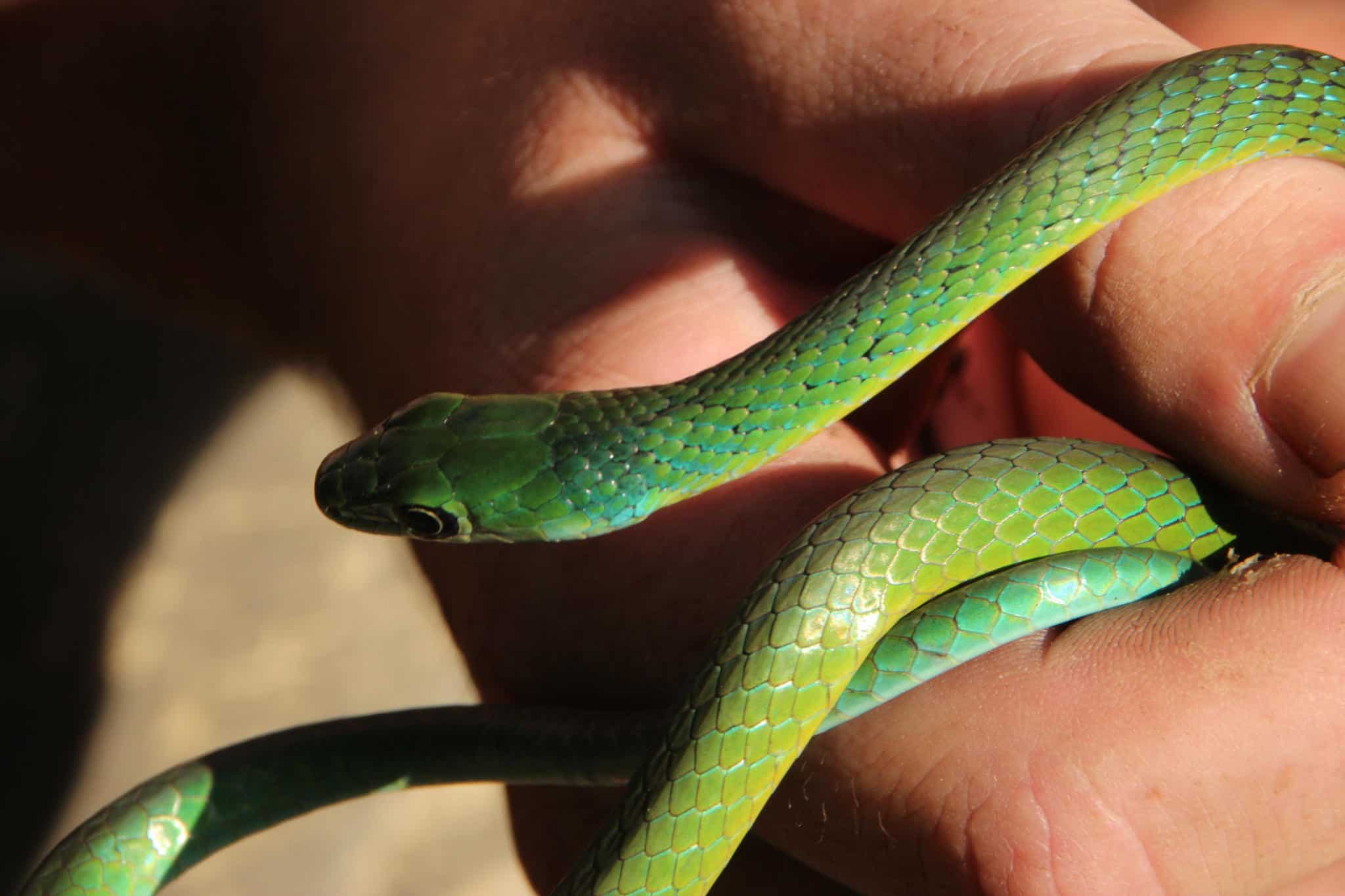 Western Natal Green Snake Philothamnus occidentalis