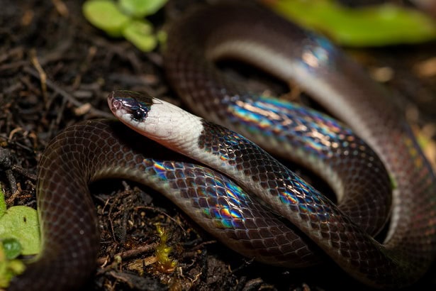 Colombian Long-Tailed Snake Enuliophis sclateri
