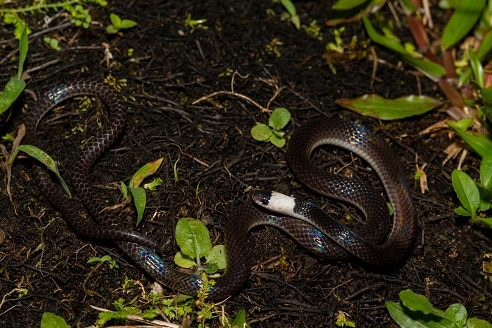 White-headed Snake Enuliophis sclateri