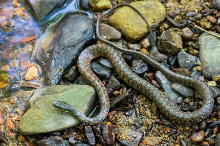 Xenochrophis trianguligerus swamp snake thailand