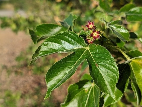 bellyache bush folklore snake remedy