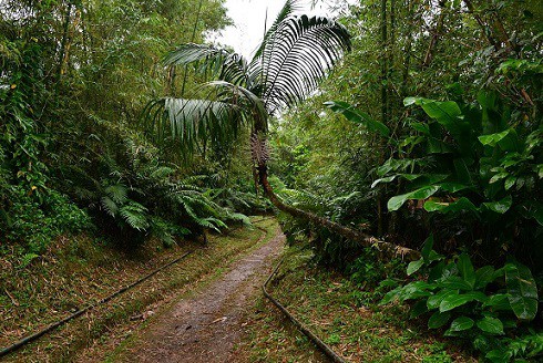 grenada boa corallus grenadensis habitat