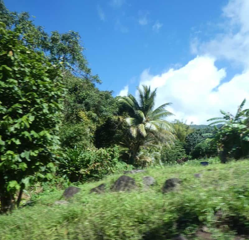 grenada tree boa snake habitat