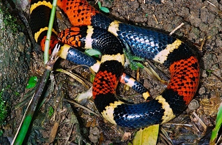 micrurus aquatic coral snake swamps